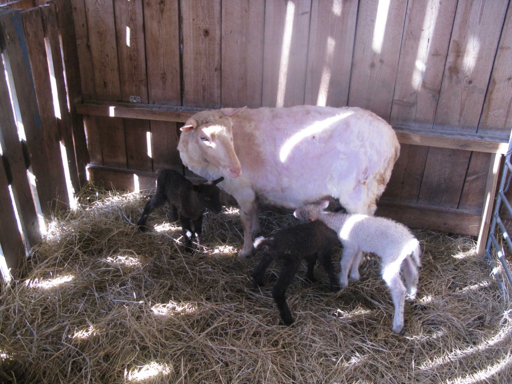 Nyfödda lamm